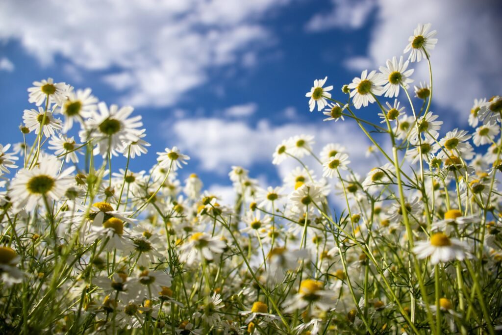 Herbal Remedies