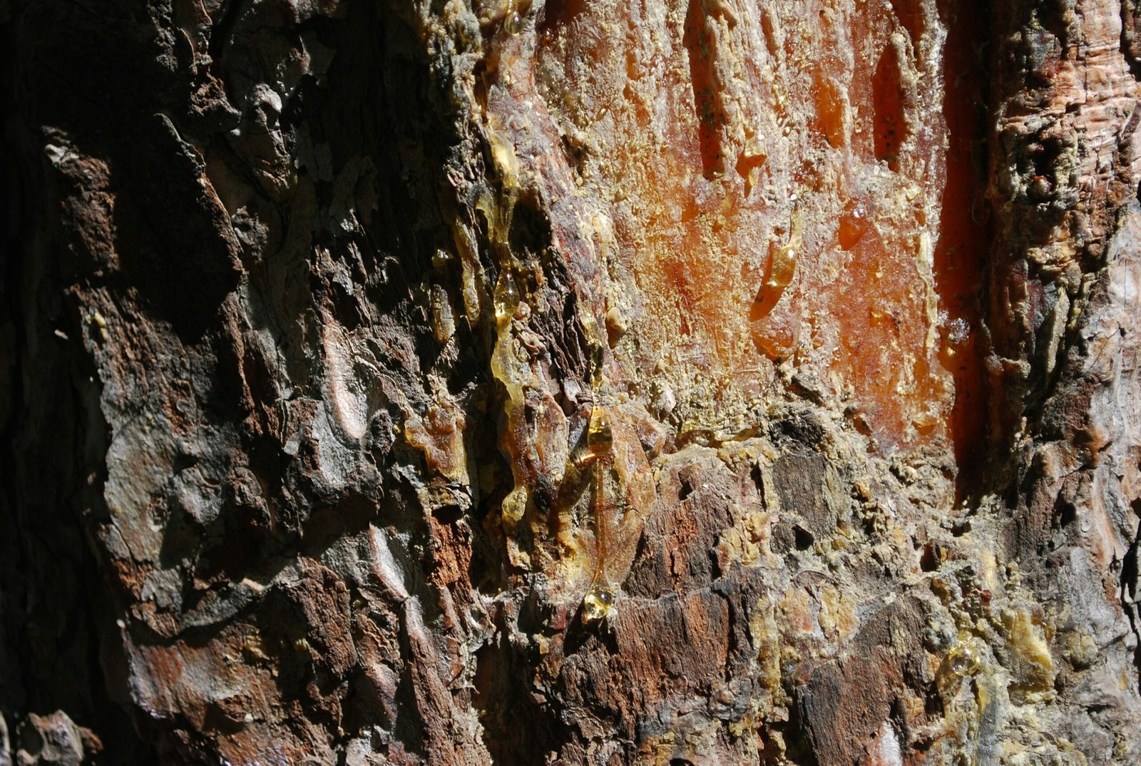 A guggul tree oozing amber-colored resin