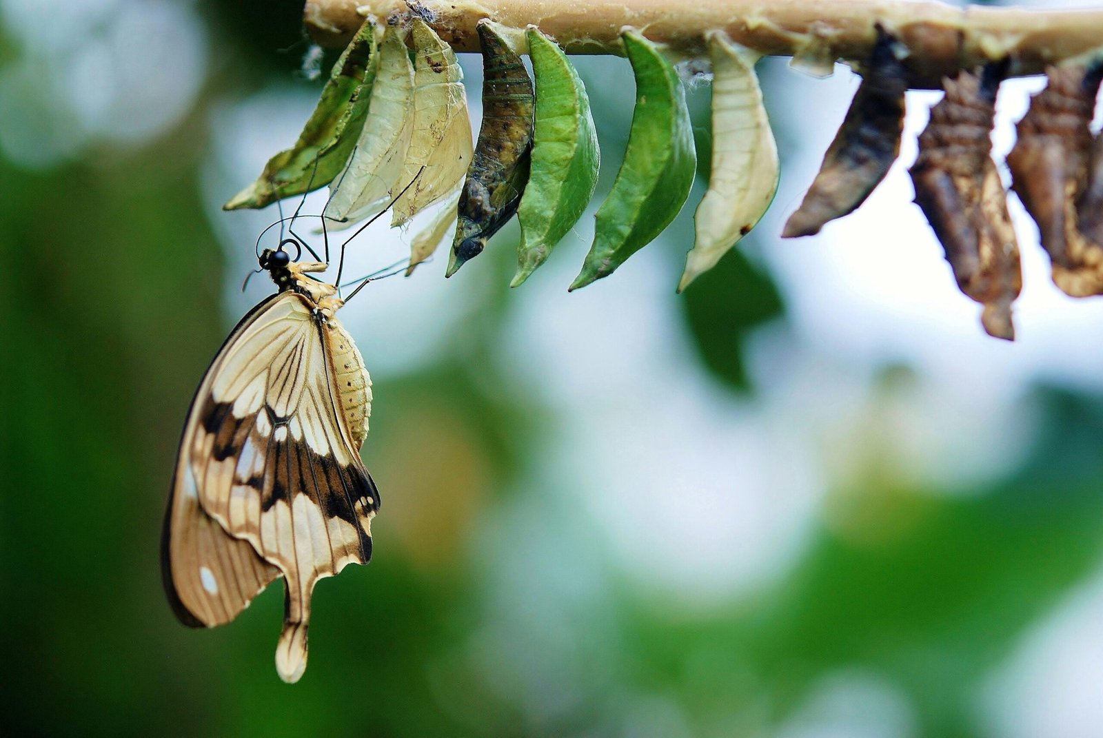 Before-and-after photo of someone undergoing Ayurvedic transformation