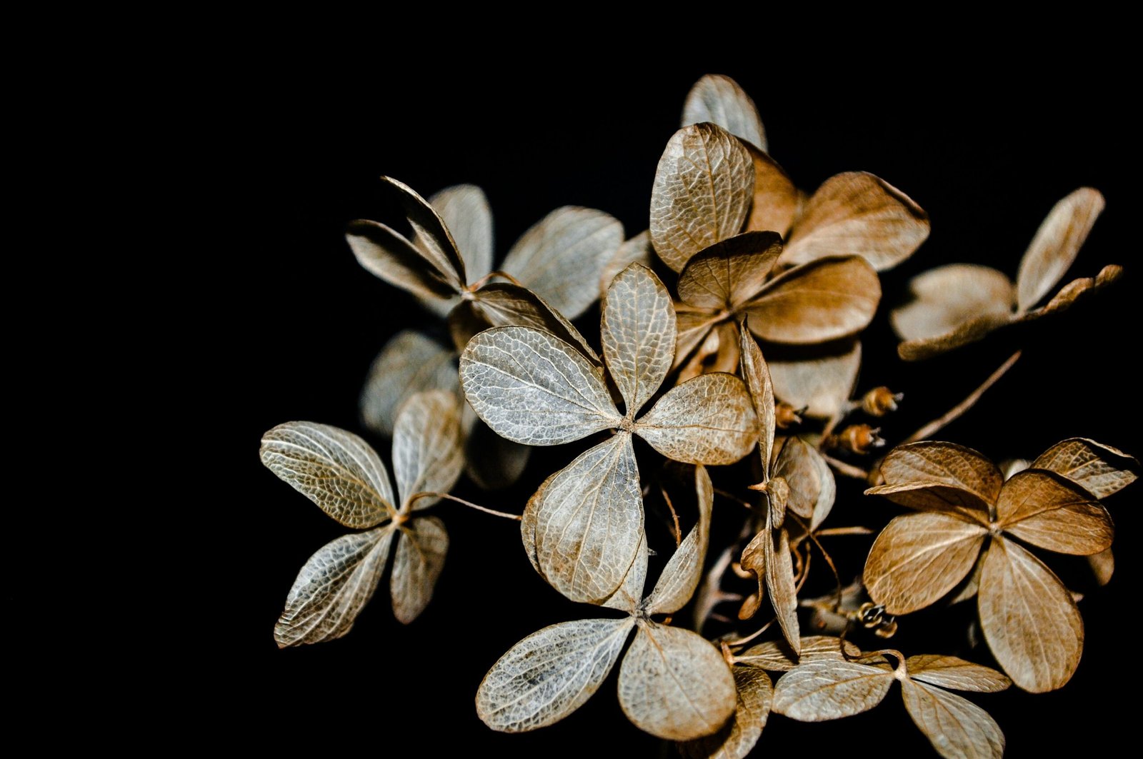 Close-up of Ajwain Seeds on Wooden Table