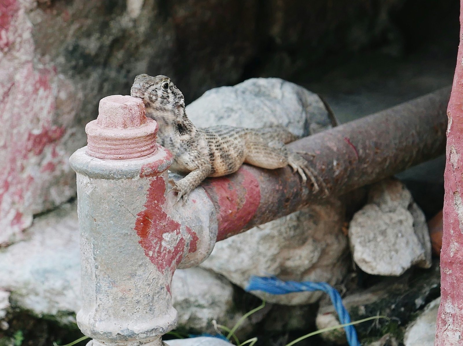 Hands holding dried ashwagandha roots beside a mortar and pestle.