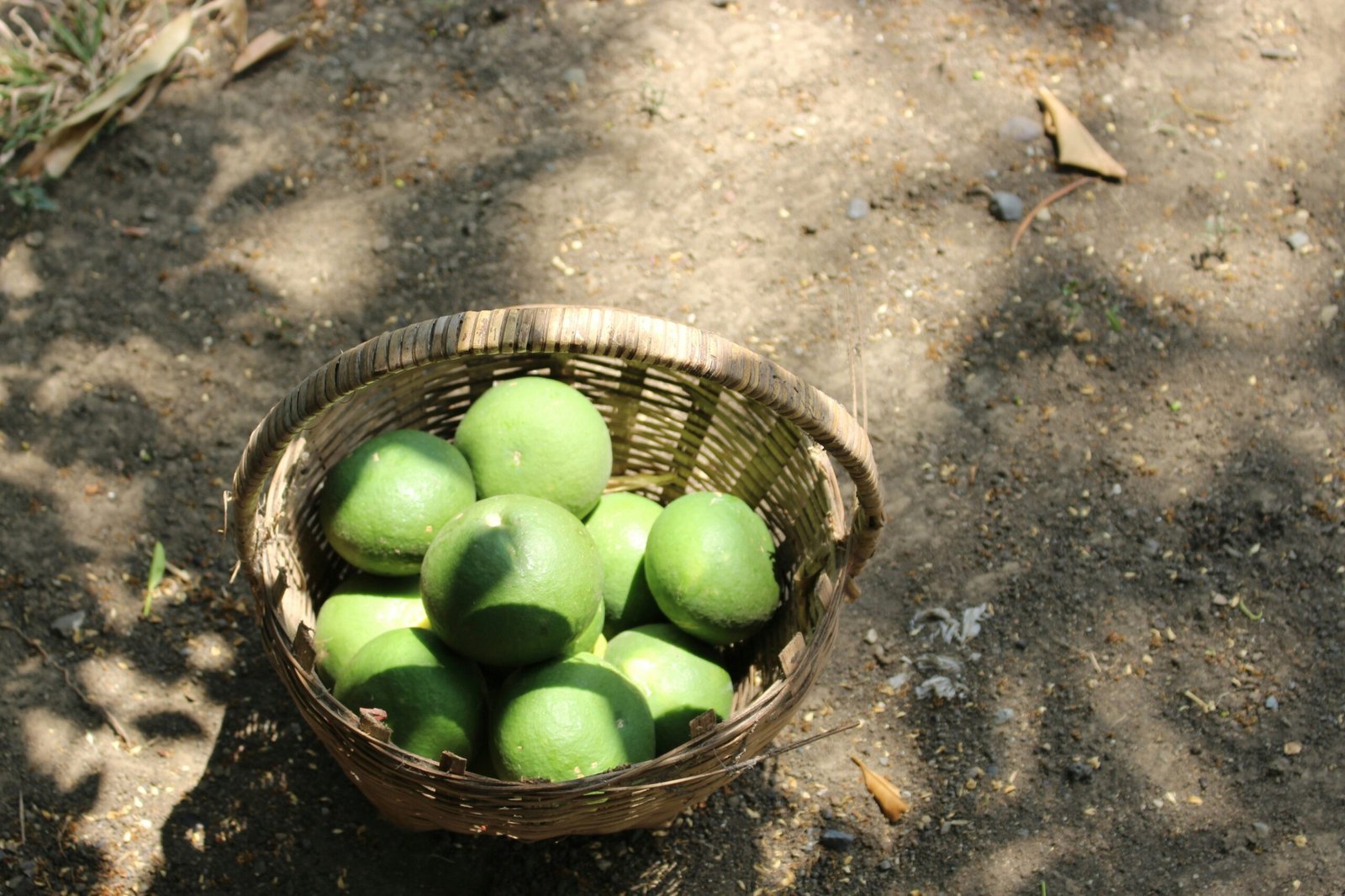 Three dried fruits used in triphala - amalaki, bibhitaki, haritaki