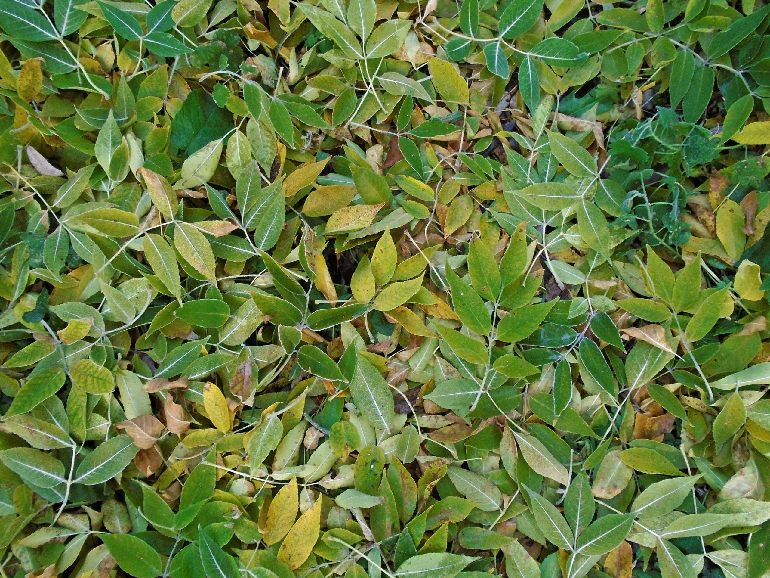 A pot brewing neem tea with added herbs like ginger slices