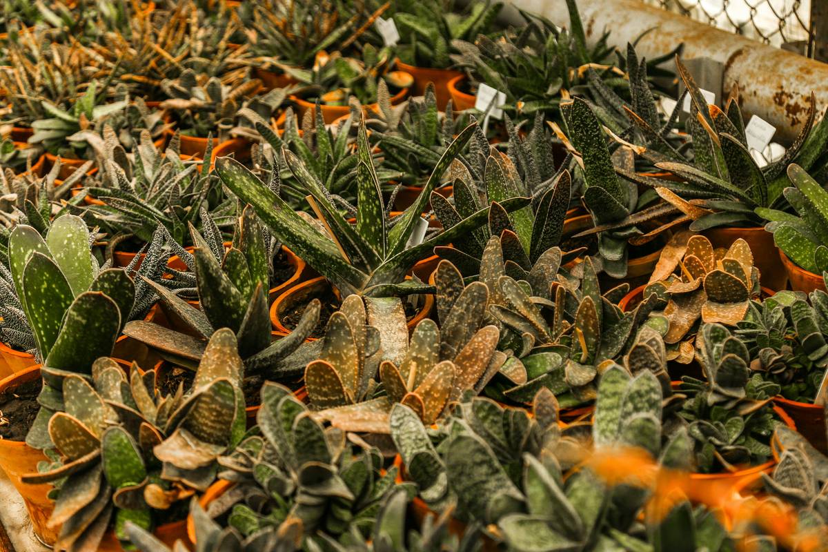 A close-up image of various dried Ayurvedic herbs used in making churna.