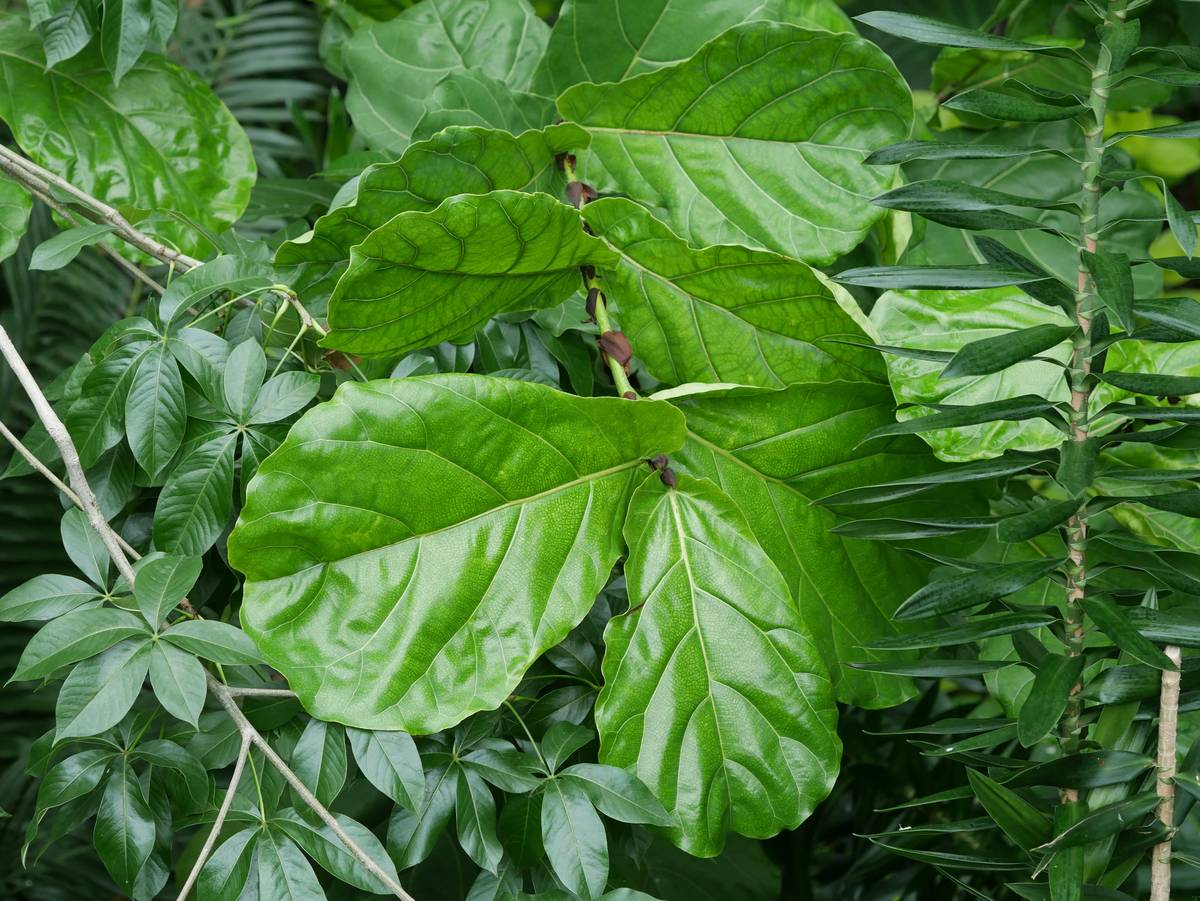 A steaming cup of Gymnema Sylvestre herbal tea