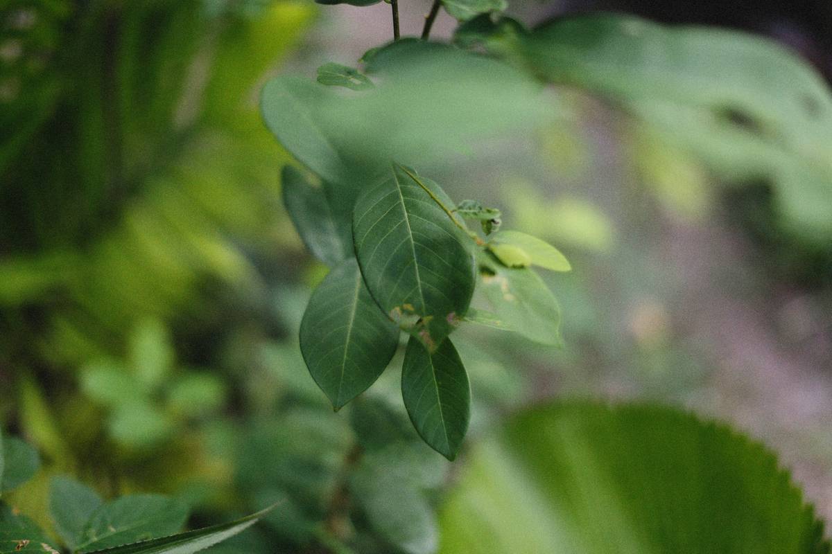 The Surprising Power of Gymnema Sylvestre for Ayurvedic Weight Loss