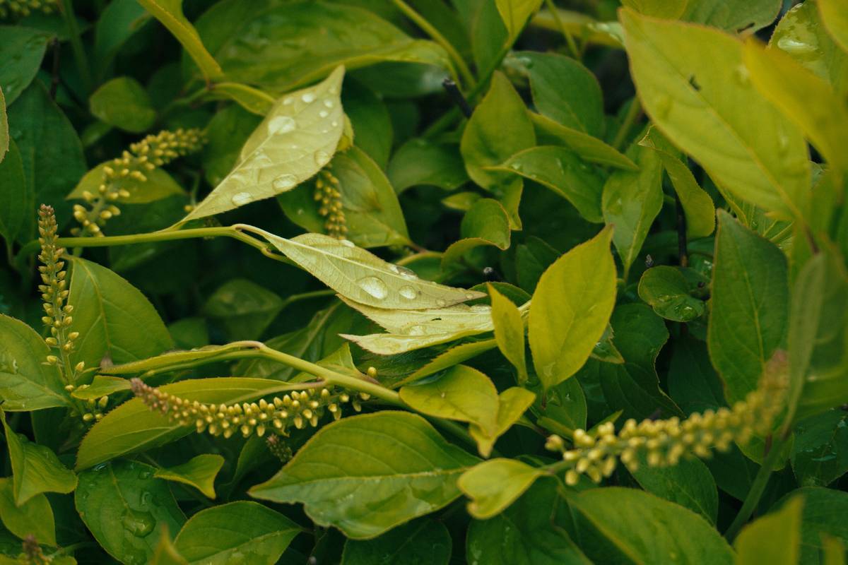 Step-by-step process of brewing ayurvedic detox tea using fresh herbs