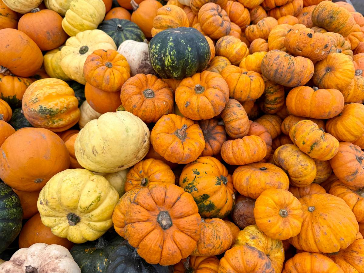 Chart comparing seasonal foods for spring, summer, fall, and winter