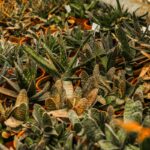 Unlock Health from Ayurveda: Your Secret Weapon for Natural Weight Loss