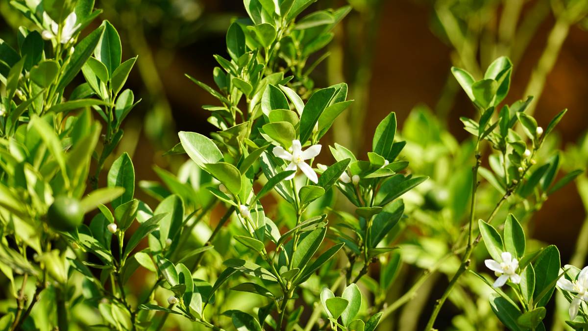 A tray of dried Ayurvedic herbs including turmeric, ginger, and ashwagandha.