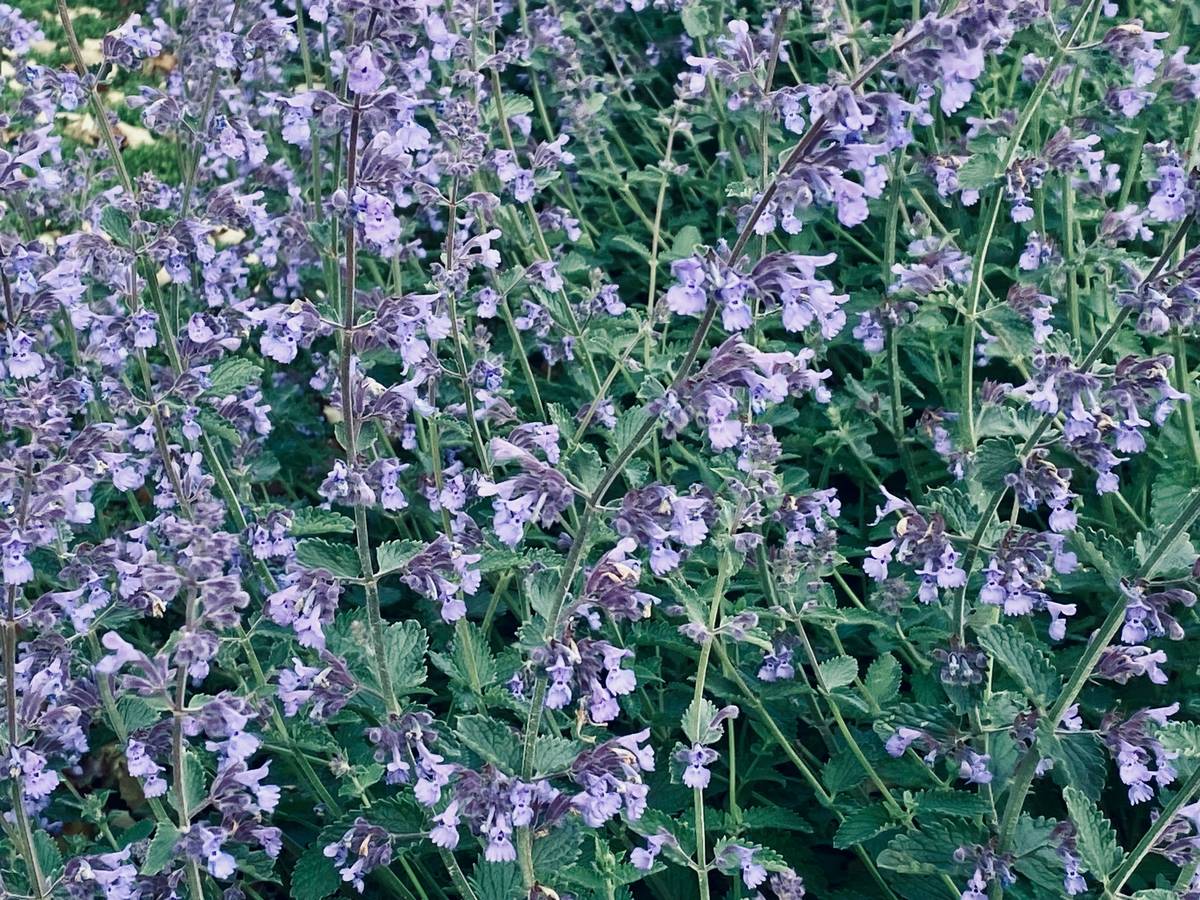 Turmeric powder and fresh root on wooden table